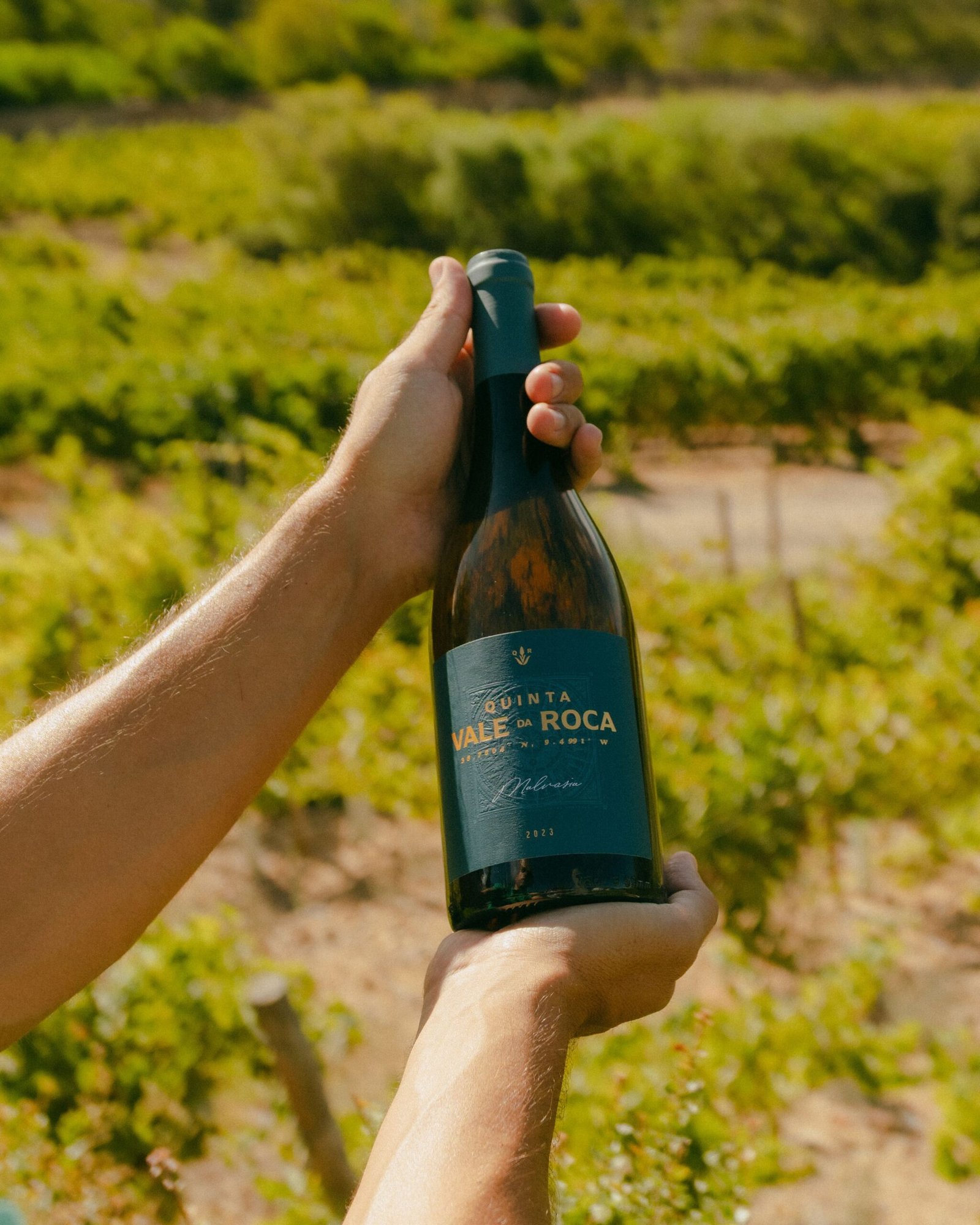 Malvasia 2023 - Image 2