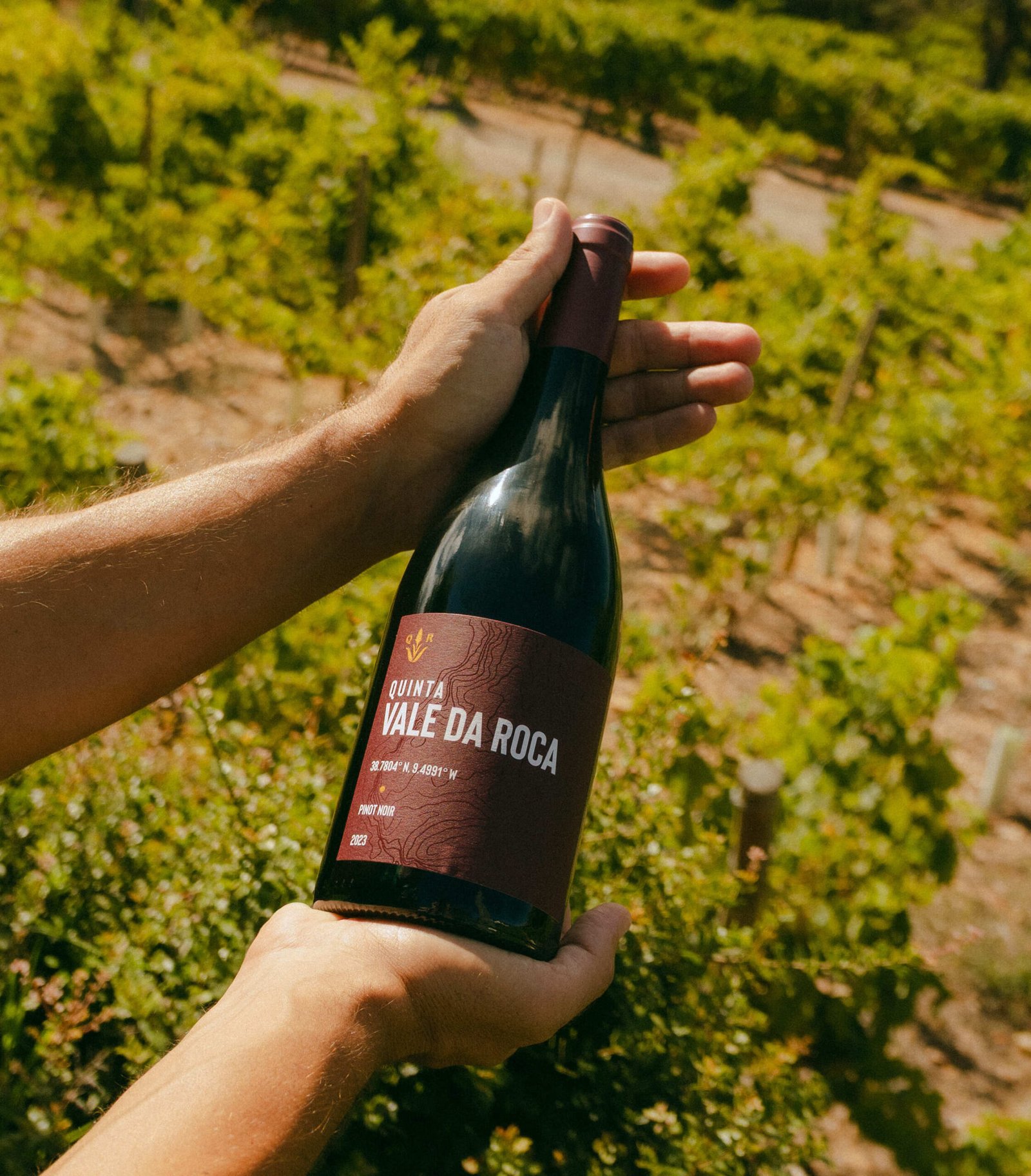 Pinot Noir 2023 - Image 2